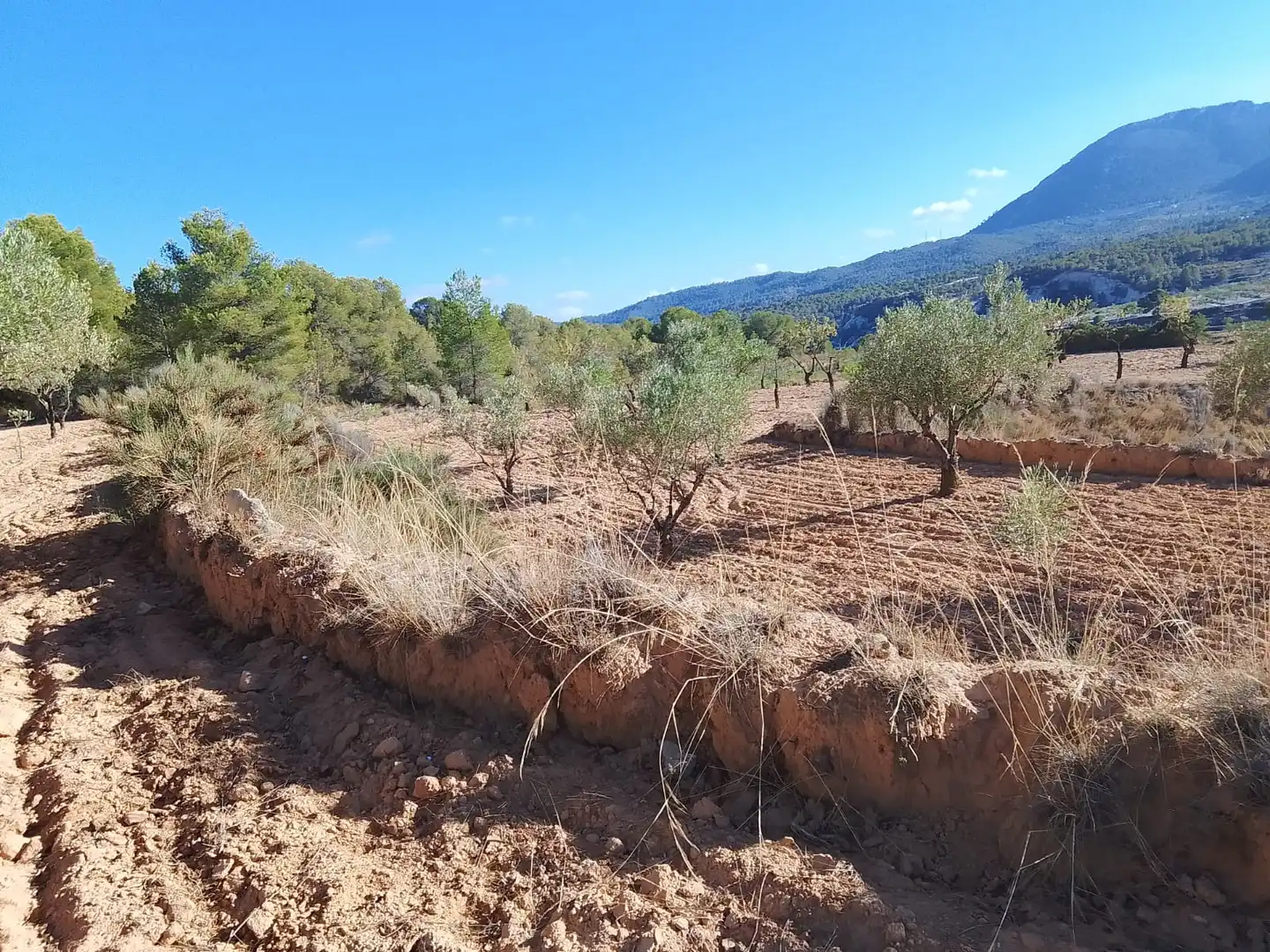 Terreny rústic en venda a Tibi, imagen 17