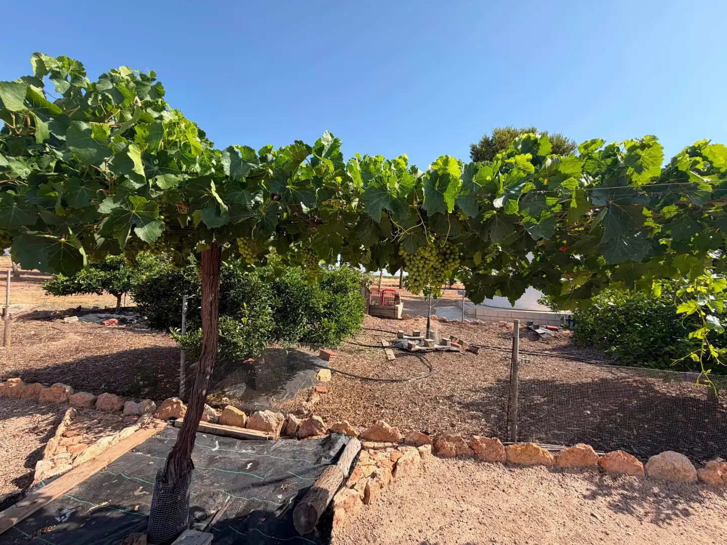 Jardí de Finca rústica en venda en Murcia amb Piscina