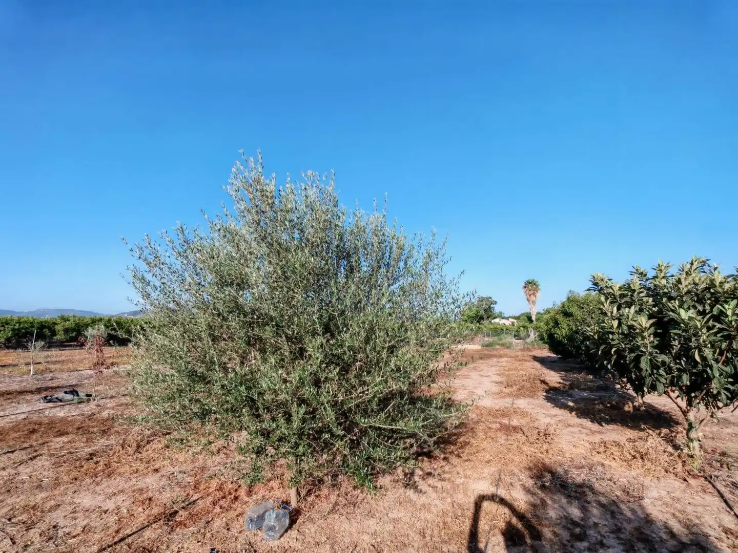 Rural land for sale in Benavites, imagen 17