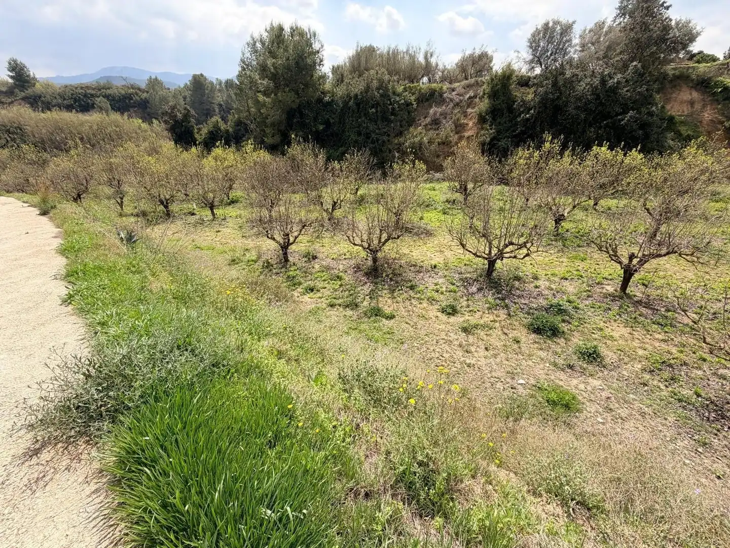 Rural land for sale in Benissoda, imagen 2
