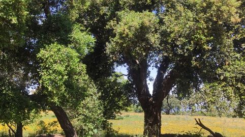 Finca Dehesa Extremeña 35000mt., immagine 3