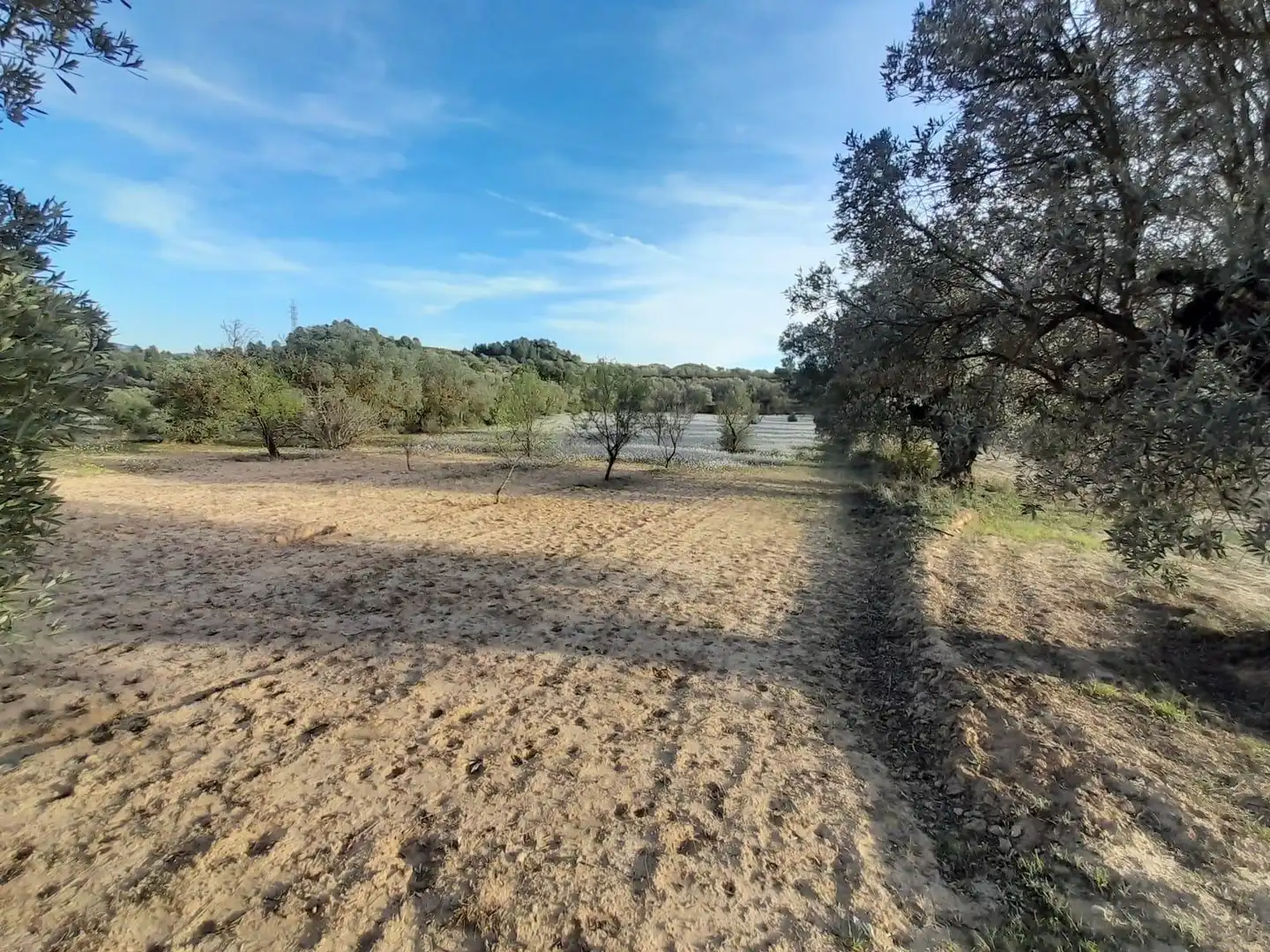 Rural land for sale in Ascó, imagen 4