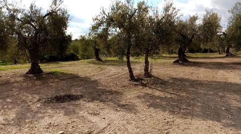 FINCA DE OLIVOS, imagen 5