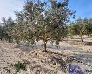 Finca rústica en venda en Cieza