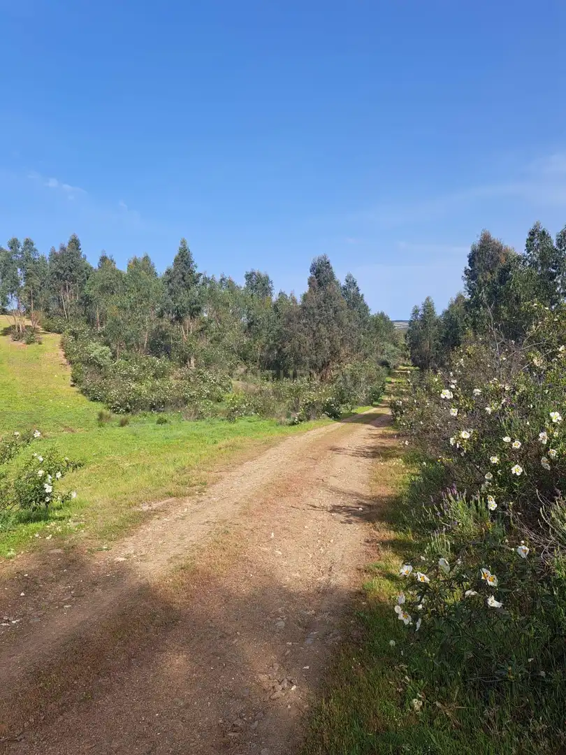 Terreno en venta en Herrera de Alcántara