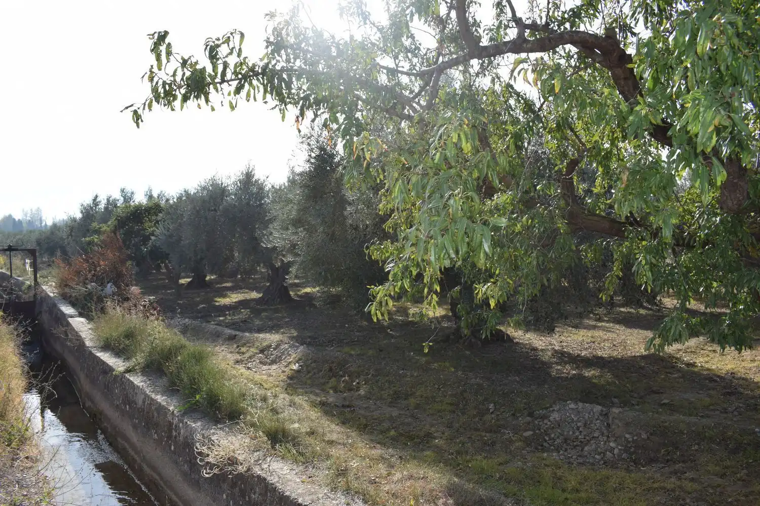 Terreno rustico in vendita a LOS MOLINOS, imagen 4