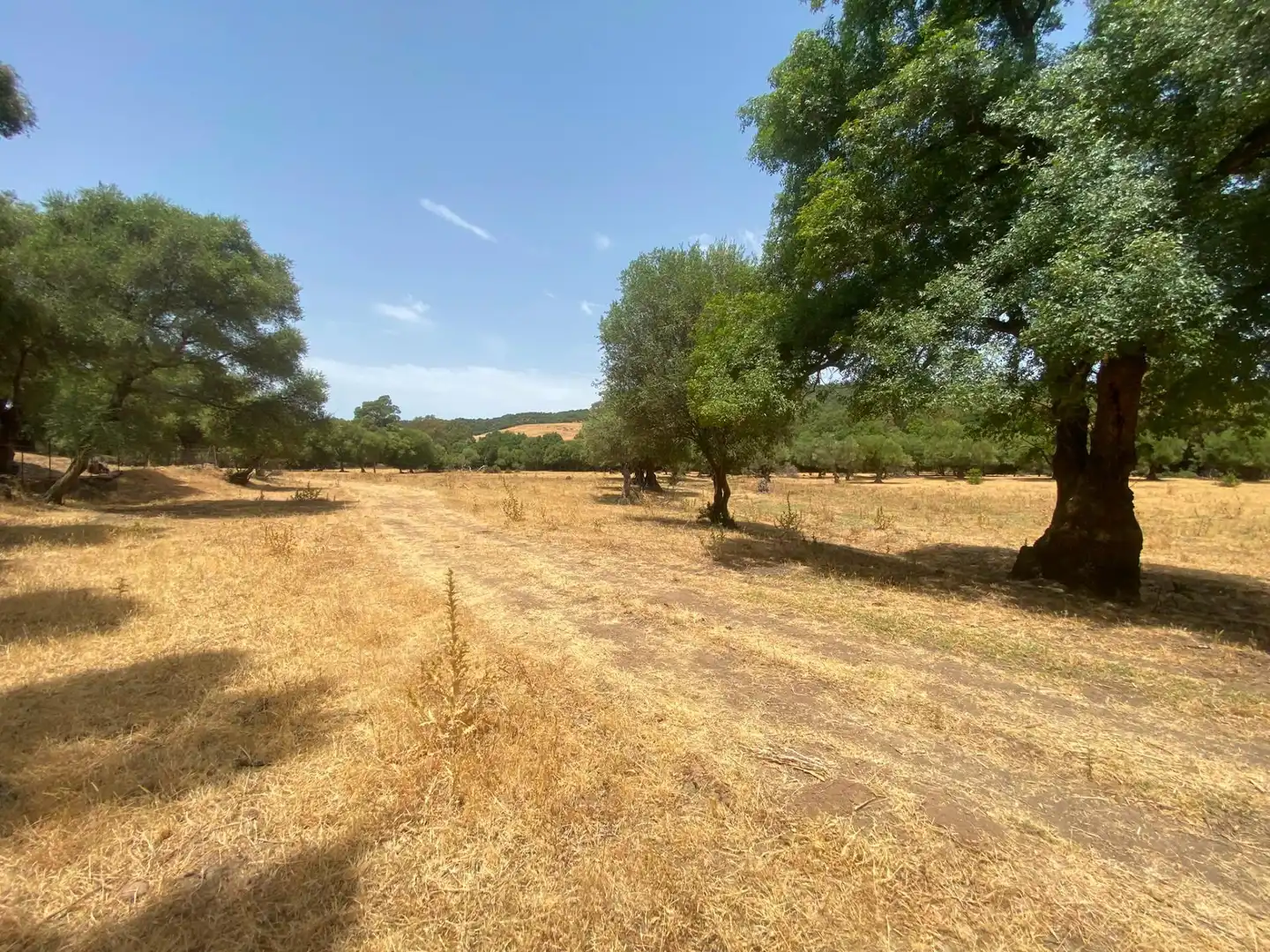 Terreni e lotti in vendita a Alcalá de los Gazules, imagen 77