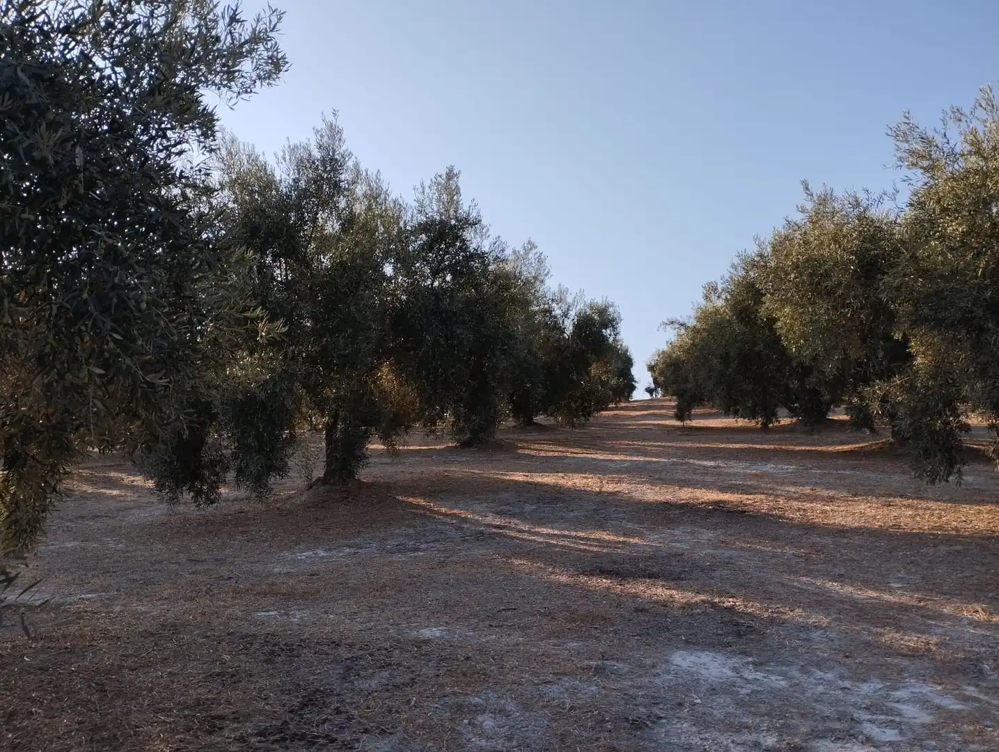 Terreno rustico in vendita a Avenida Fuente del Río, imagen 6