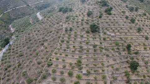 TERRENO RÚSTICOOlivar situado en la carretera de Cadaqués.Vistas al mar.Pozo de agua legalizado.Superficie del terreno 11.680 m2, immagine 2
