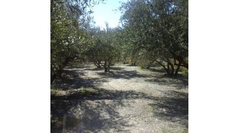 Finca rustica en venta en Canjáyar