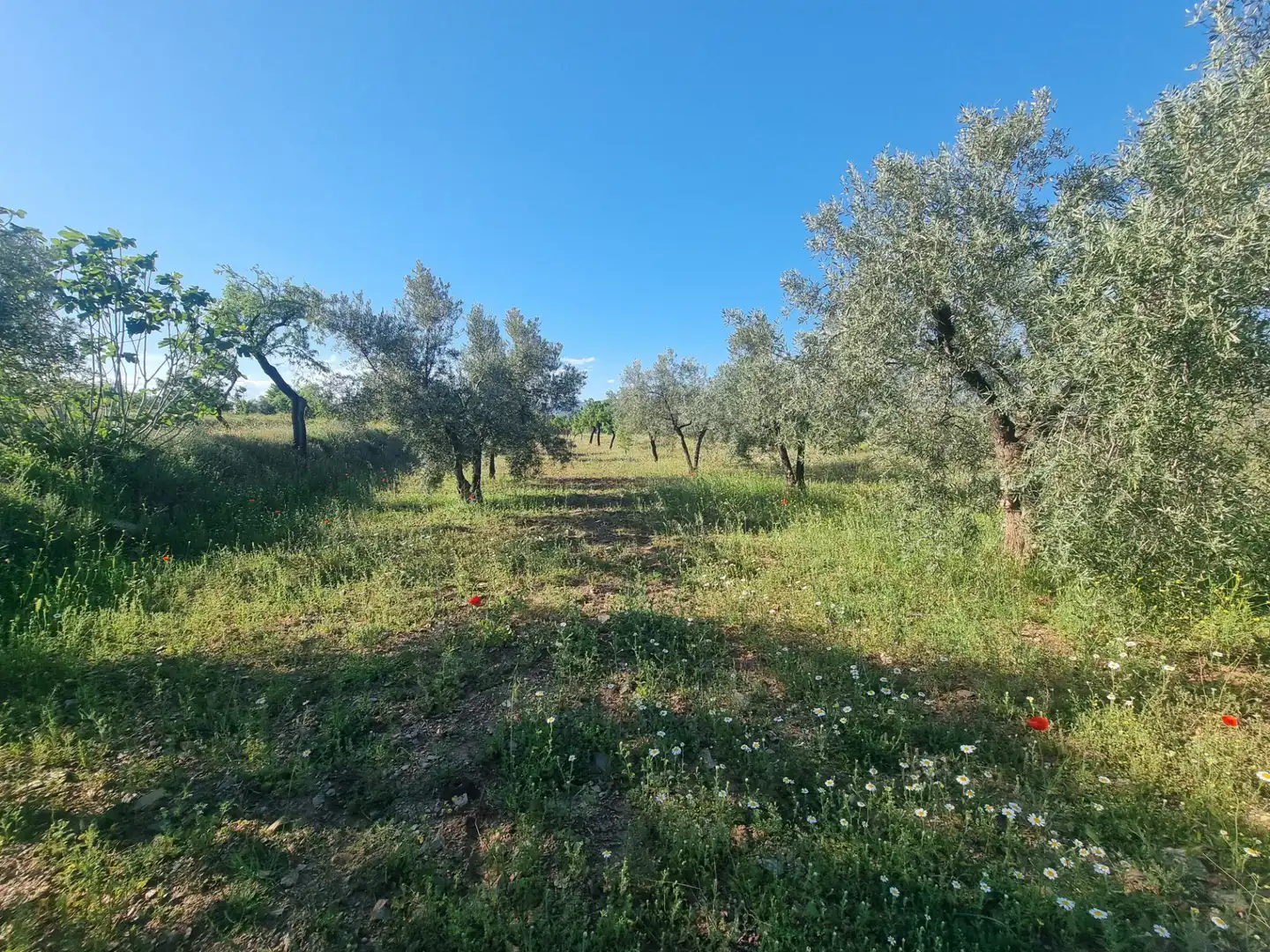 Terreno en venta en Abrucena
