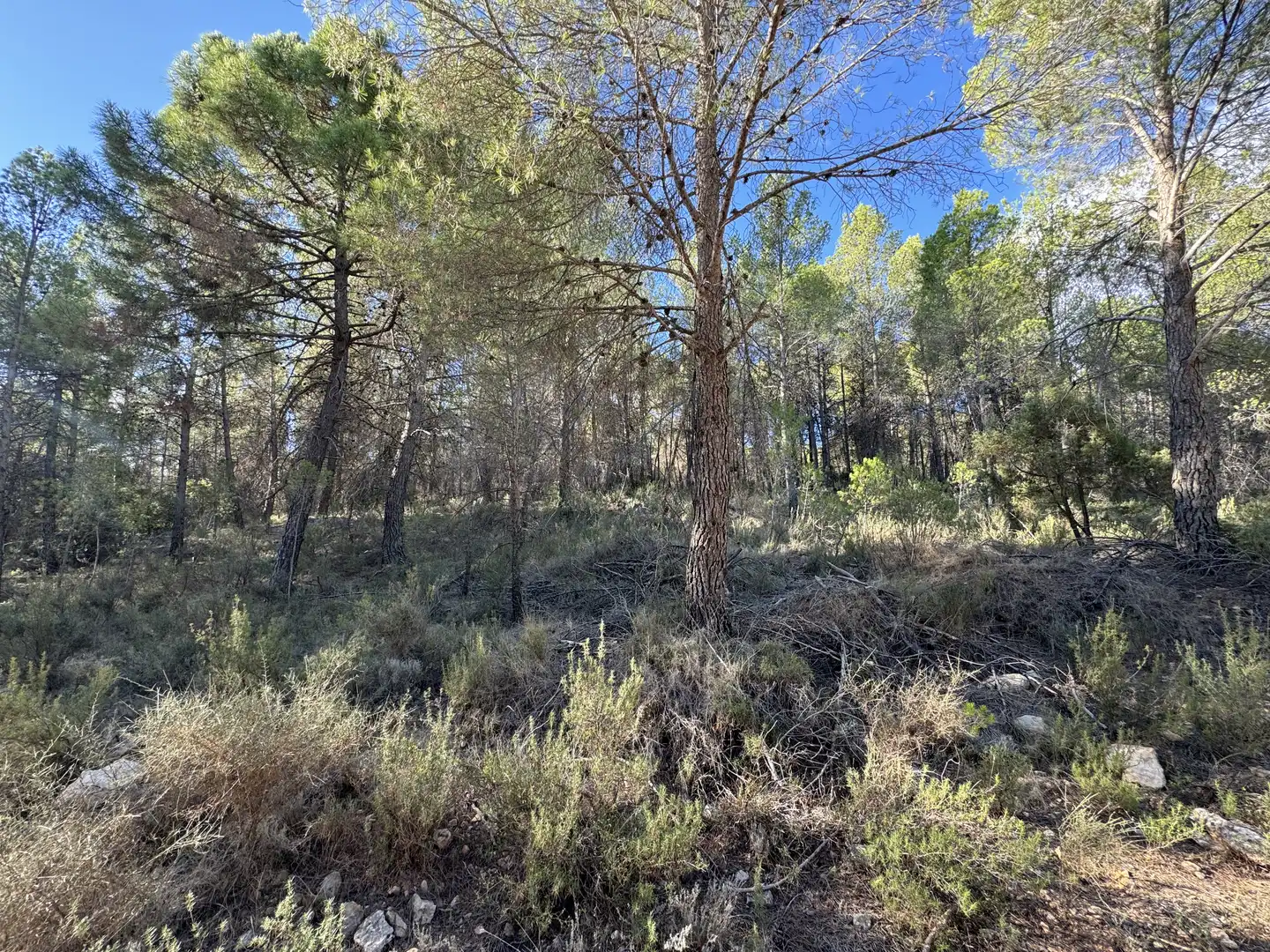 Terreny rústic en venda a Caravaca de la Cruz, imagen 17