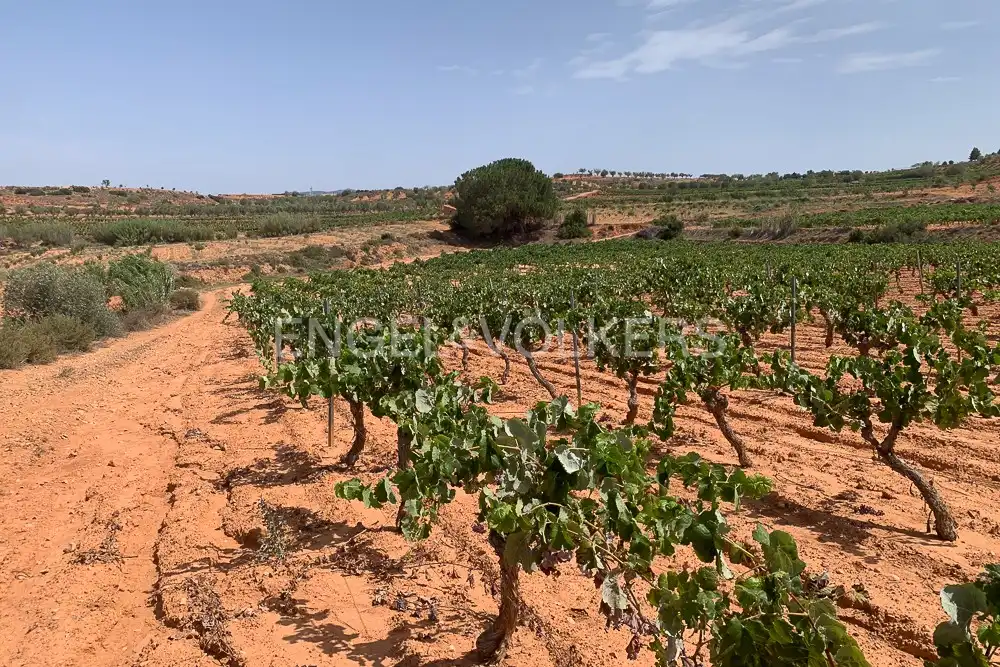 Lands and plots for sale in Requena, imagen 42