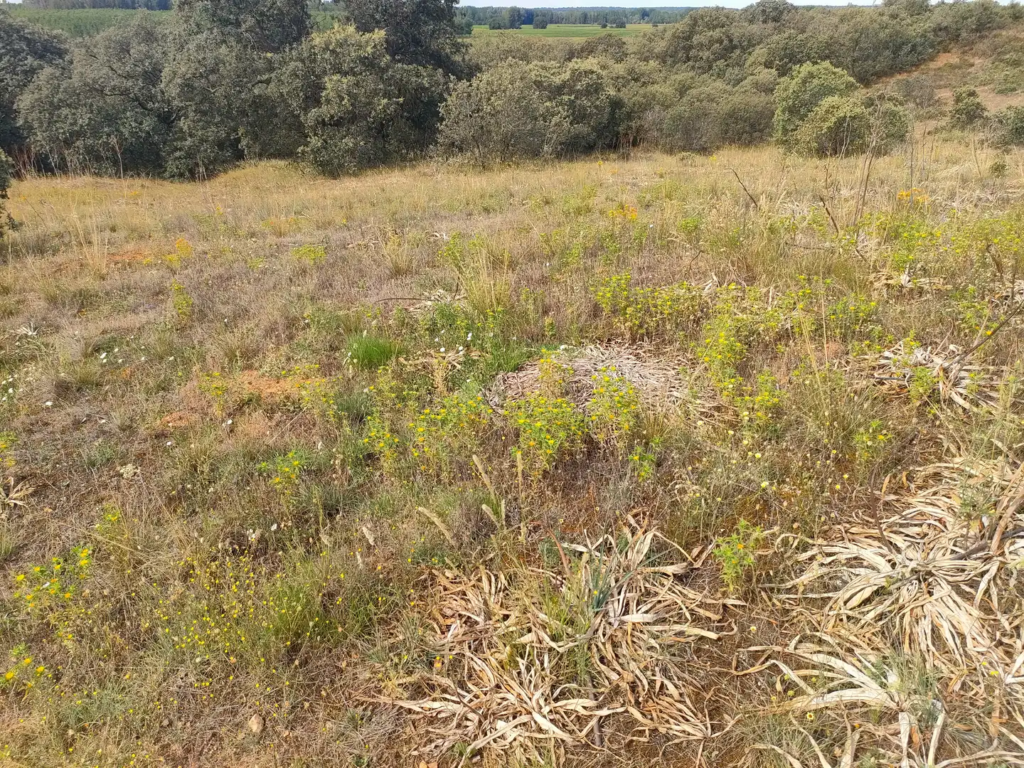 Terreni e lotti in vendita a Arrabal Sarten Pago, imagen 2