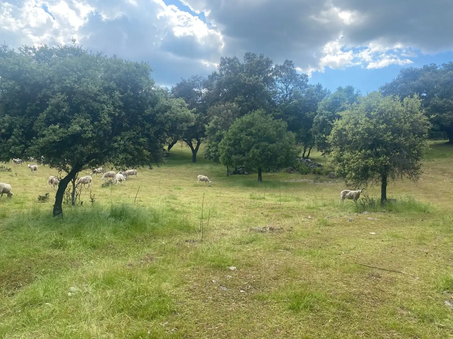 Finca rústica en venta en El Real de San Vicente con Aire acondicionado, Calefacción y Terraza