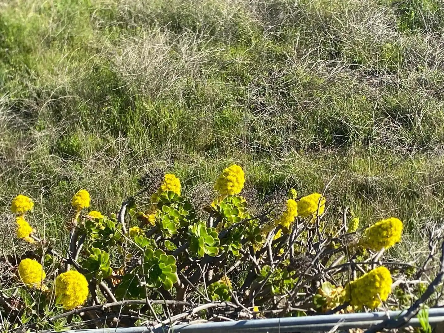 Garden of Land for sale in Granadilla de Abona