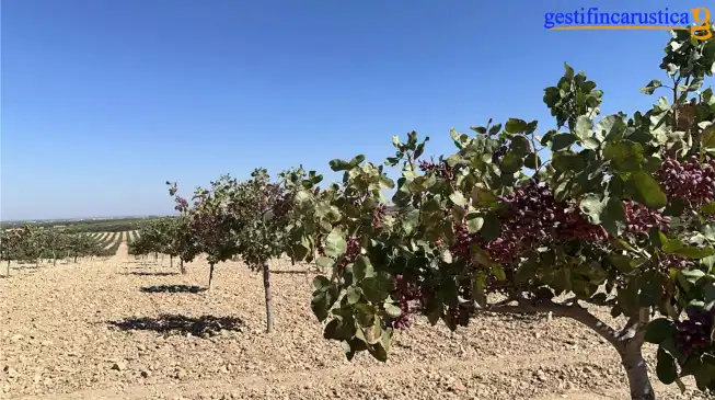 Terreno rústico en venta en Plaza España, imagen 3