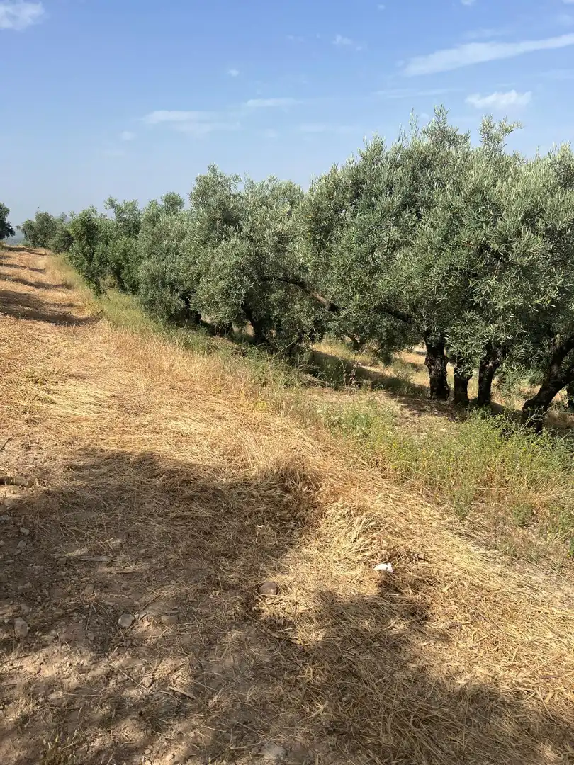 Terreno rustico in vendita a Cabra, imagen 2