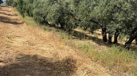 ¡FINCA ÚNICA IDEAL PARA PROYECTOS TURÍSTICOS, EVENTOS Y EXPLOTACIÓN AGRÍCOLA!, imatge 2