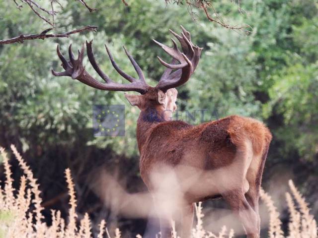 Casa-chalet en Venta en Camino Charca La en Membrío