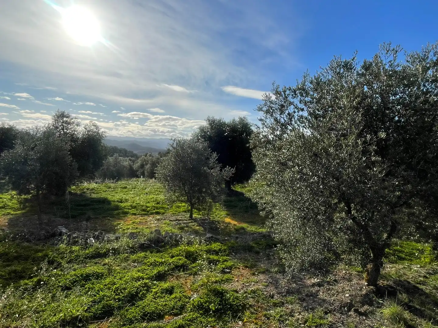 Rural land for sale in Cervià de Les Garrigues, imagen 3