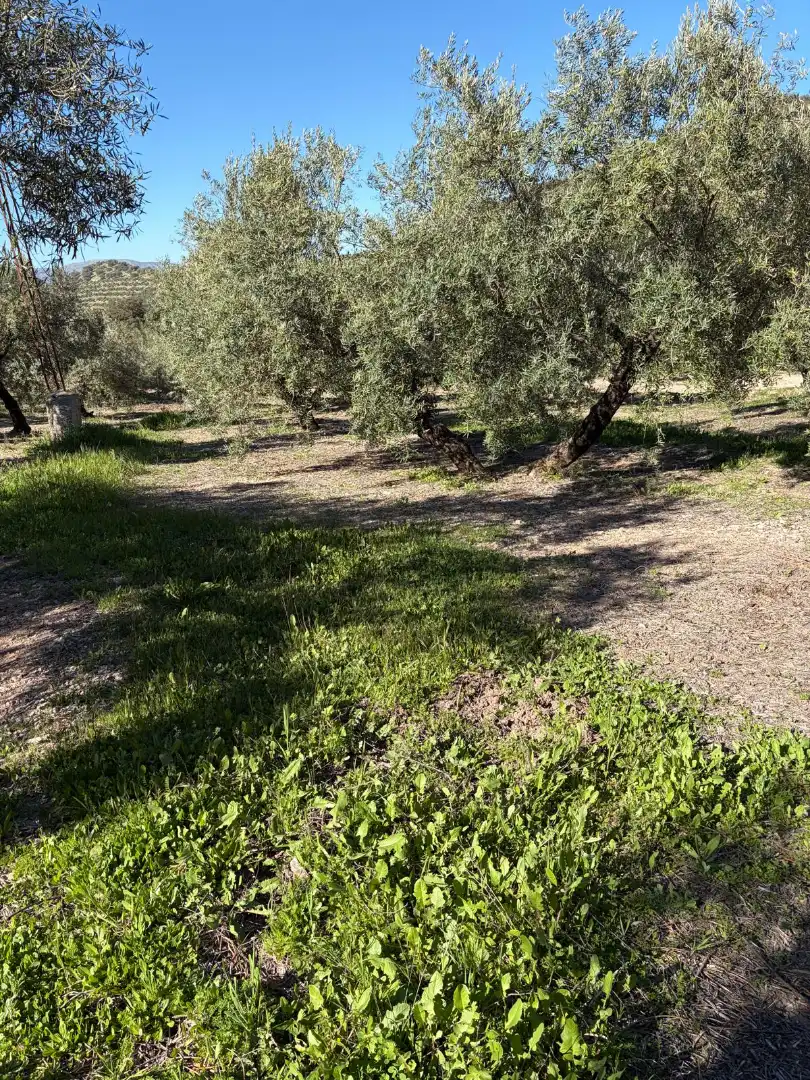 Terreny rústic en venda a Priego de Córdoba