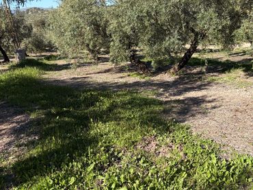 Terreno rustico in vendita a Priego de Córdoba