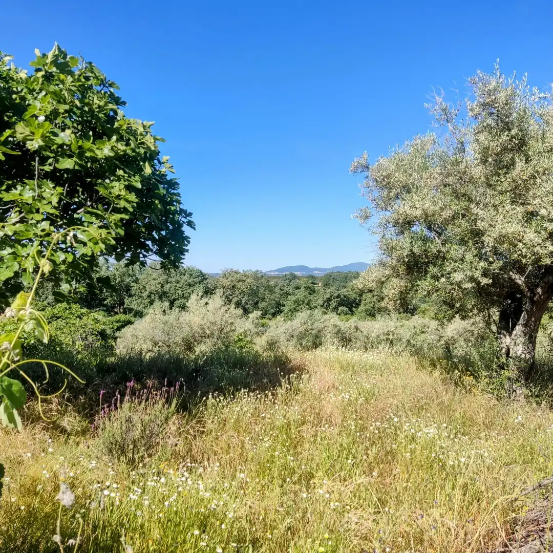 Land for sale in Jarandilla de la Vera