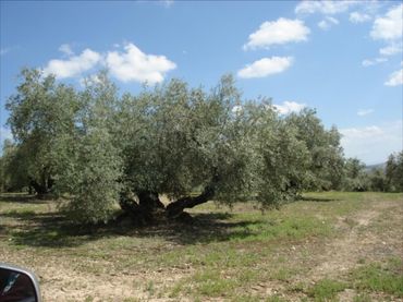 Terreno residenziale in vendita a Jauja