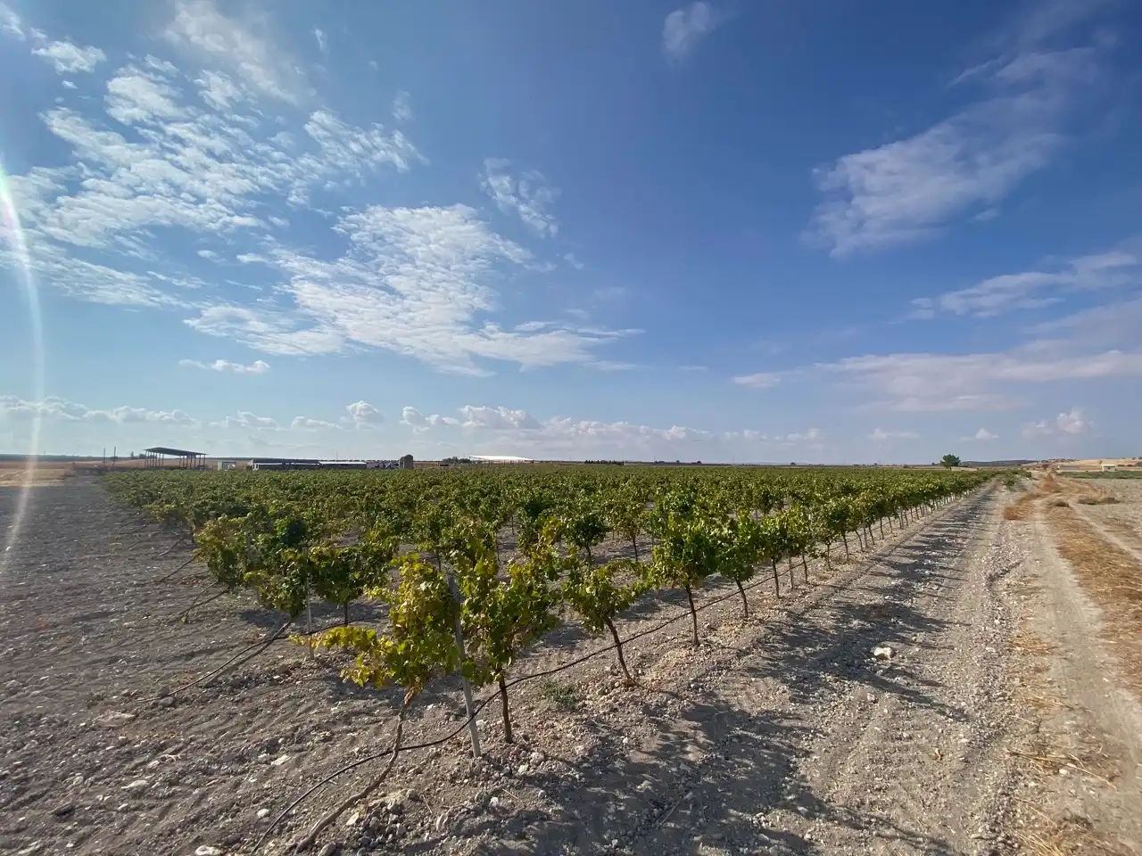 Terreny rústic en venda a Carretera Pozuelo de Calatrava 27, imagen 9