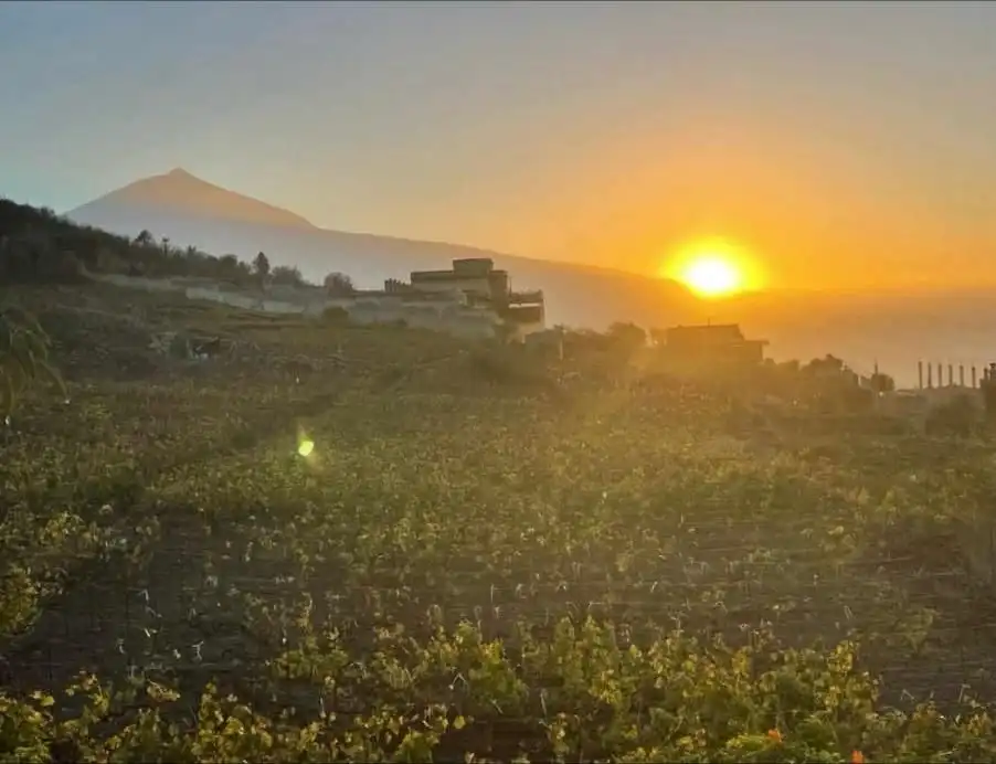 Vista exterior de Casa o xalet en venda en La Orotava amb Jardí privat, Terrassa i Moblat