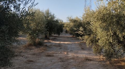 OLIVAR DE VARIEDAD HOJIBLANCA DE UN PIE, immagine 3