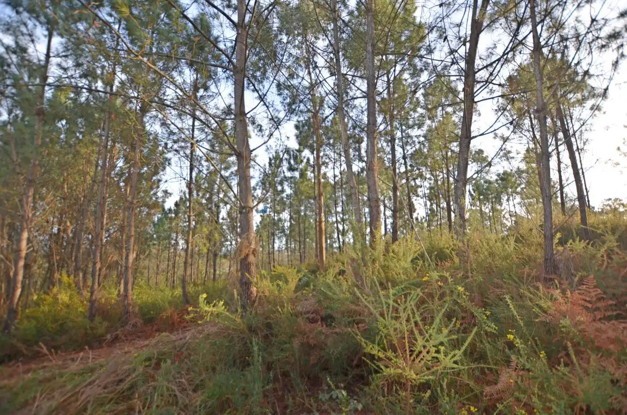 Terreno rustico in vendita a CARREGAL ABAIXO, imagen 6