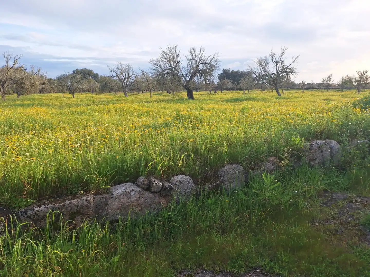 Finca rústica en venta en Algaida