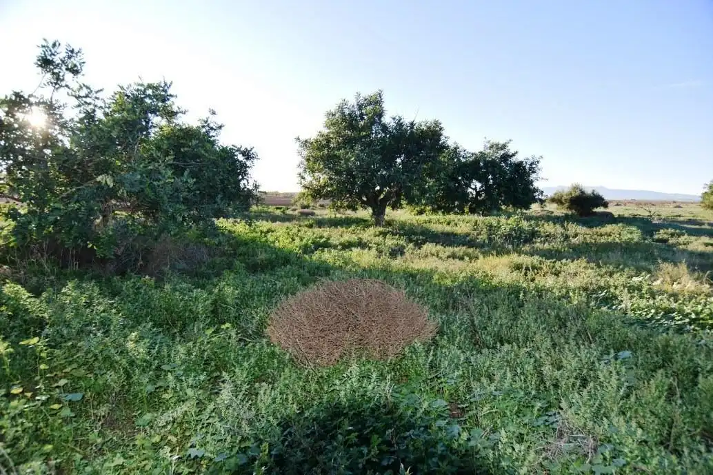 Finca rústica en venta en Fuente Álamo de Murcia con Jardín privado, Terraza y Trastero