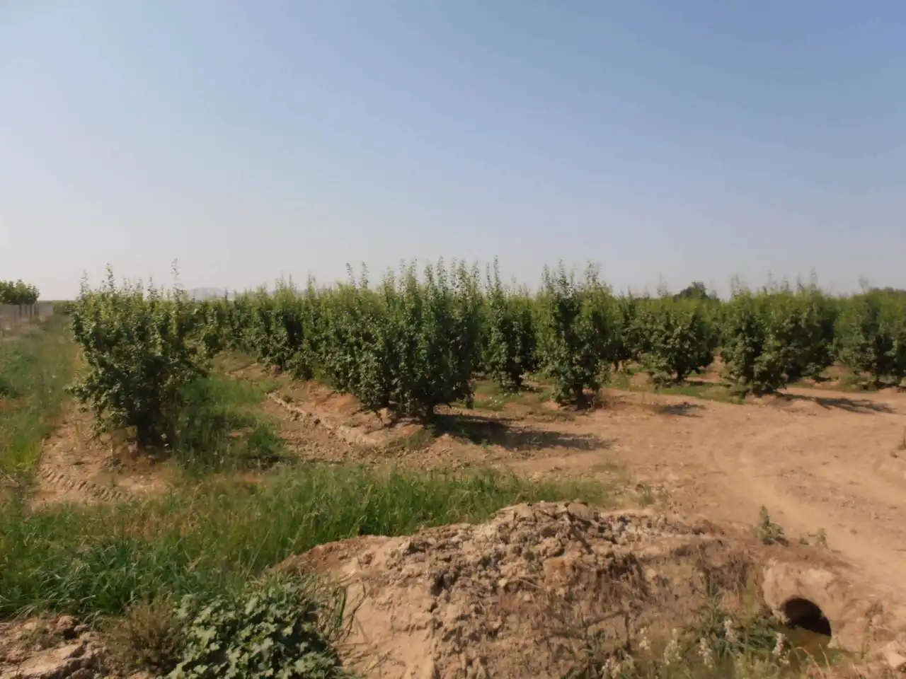 Terreno en venta en Villanueva de la Serena, Badajoz