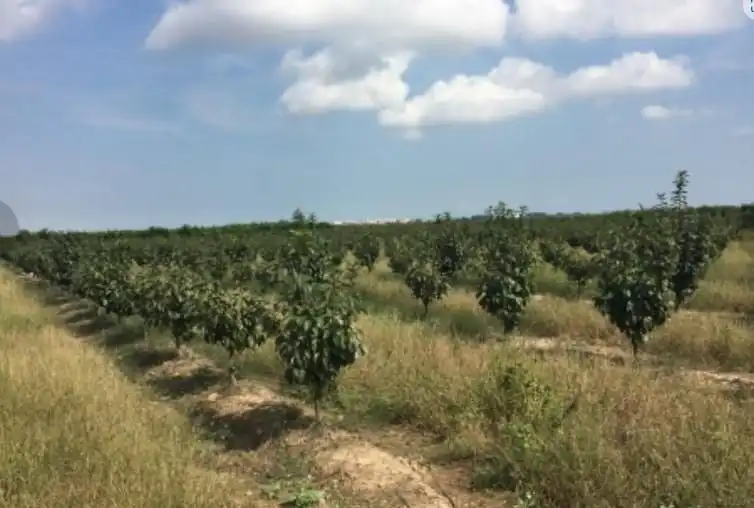 Rural land for sale in Sollana, imagen 2