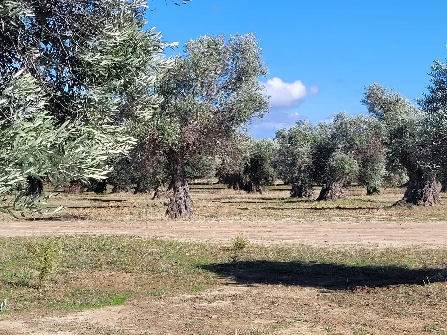 Rural land for sale in Santo Domingo-Caudilla