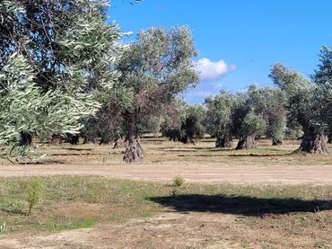 Rural land for sale in Santo Domingo-Caudilla