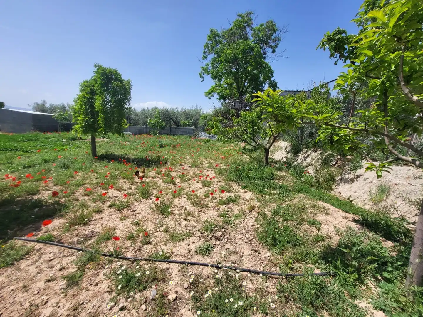 Terrenos y solares en venta en El Torreón - Cortijo Pretel, imagen 12