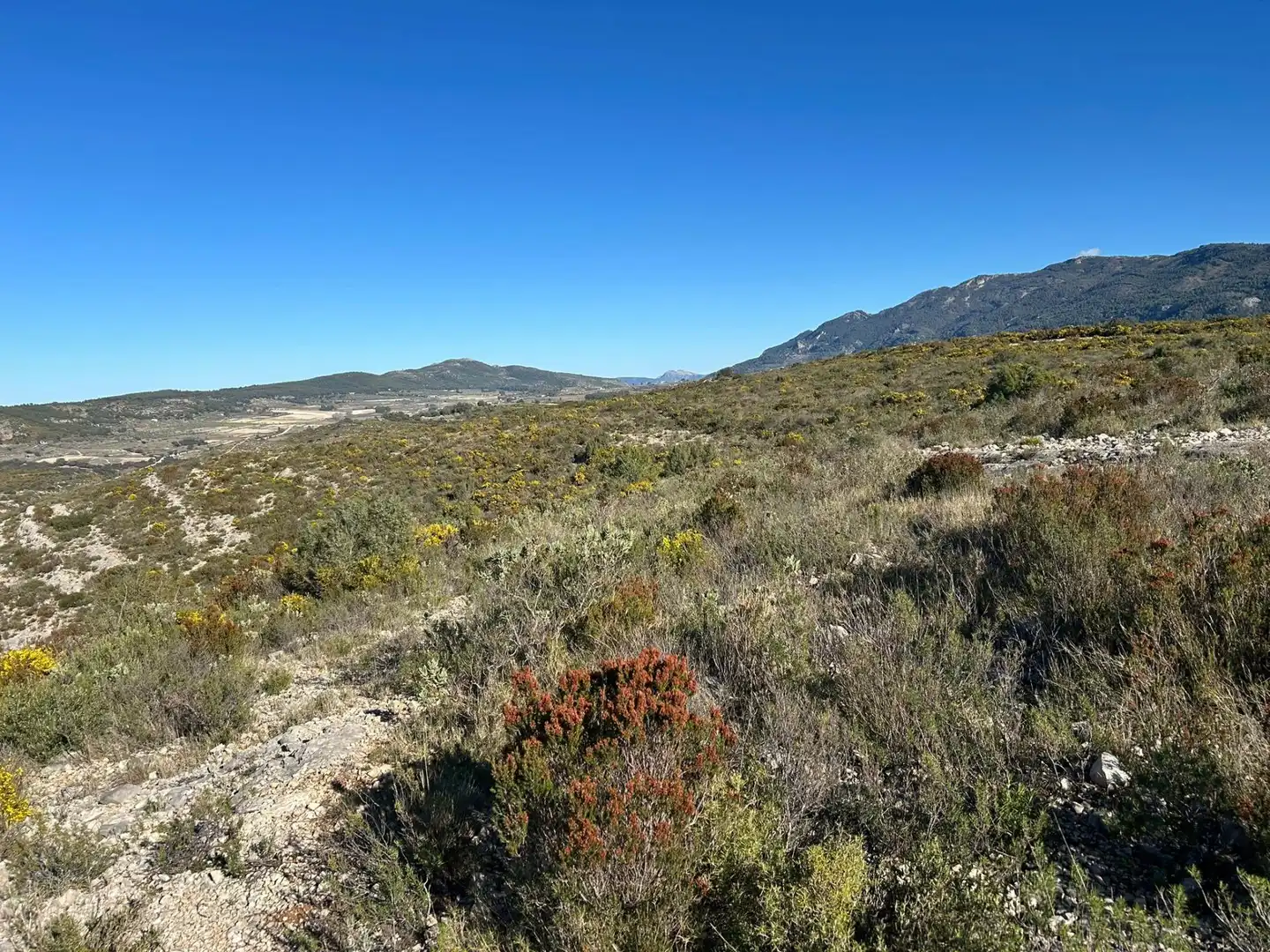 Finca rústica en venta en partida Pla de la Viña, Alfafara
