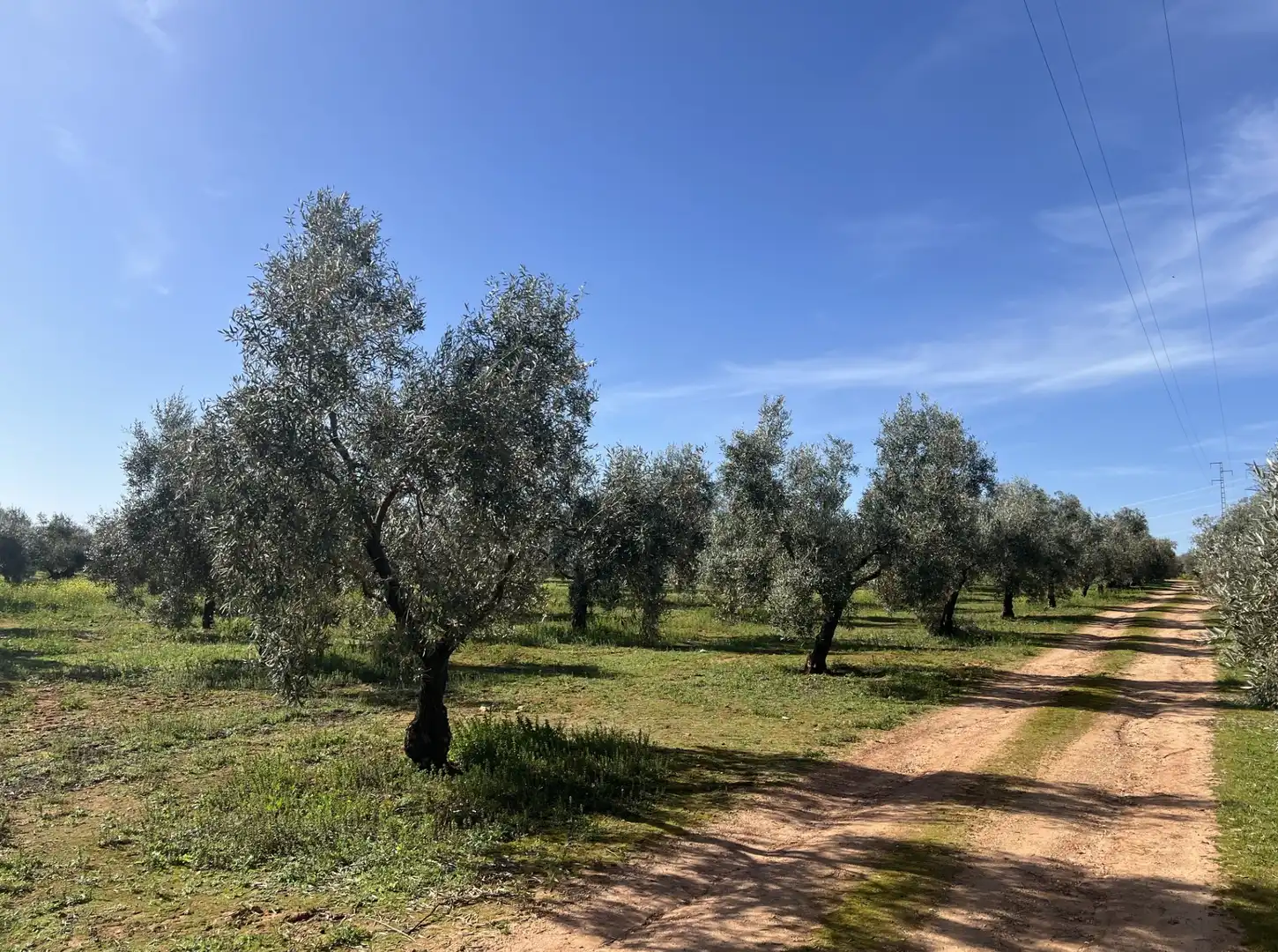 Land for sale in La Roda de Andalucía