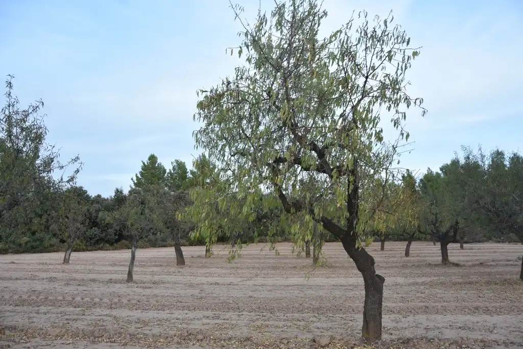 Terreni e lotti in vendita a Valderrobres, imagen 14