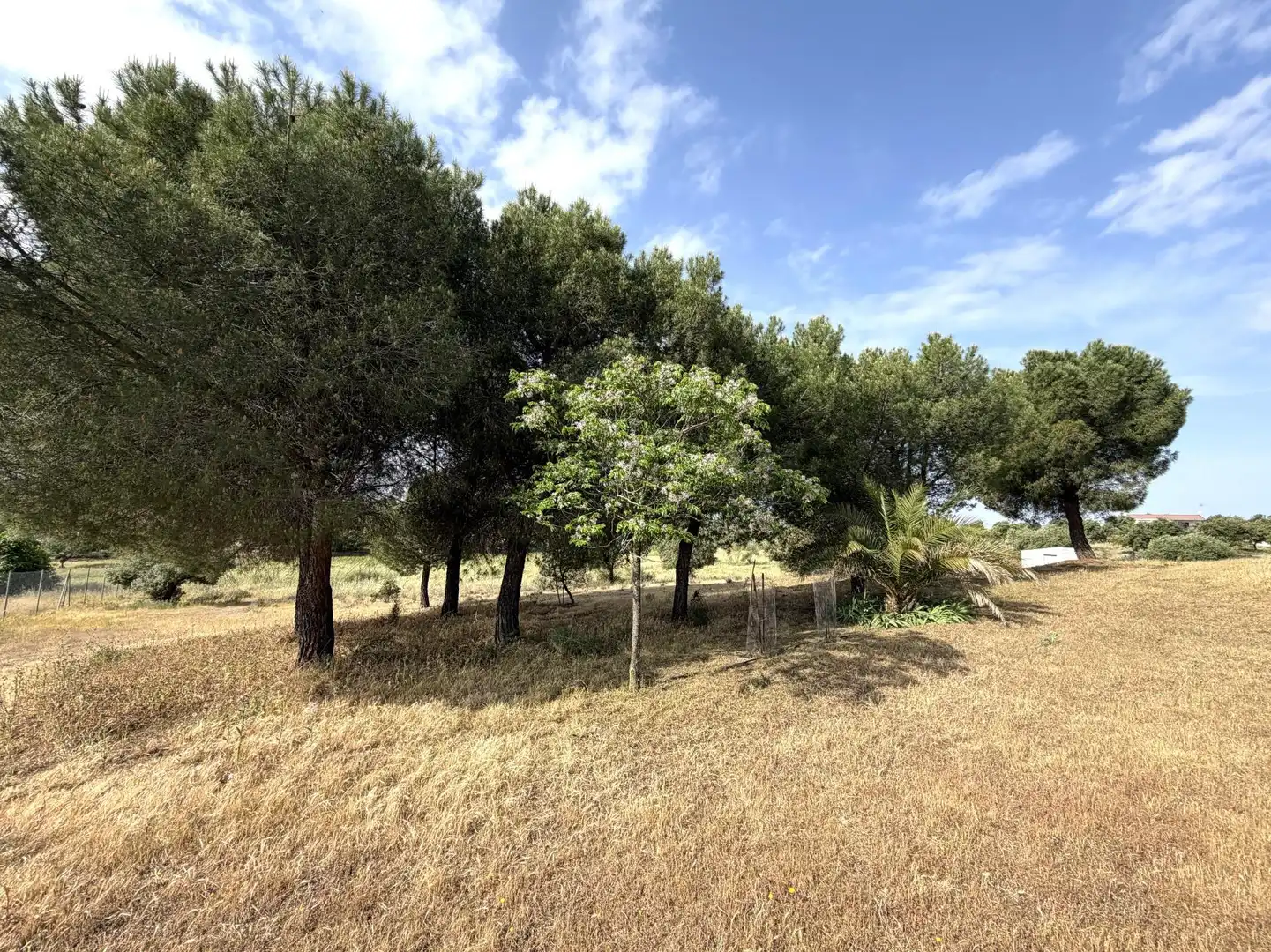 Terrain rustique à vendre à La Haba, imagen 36