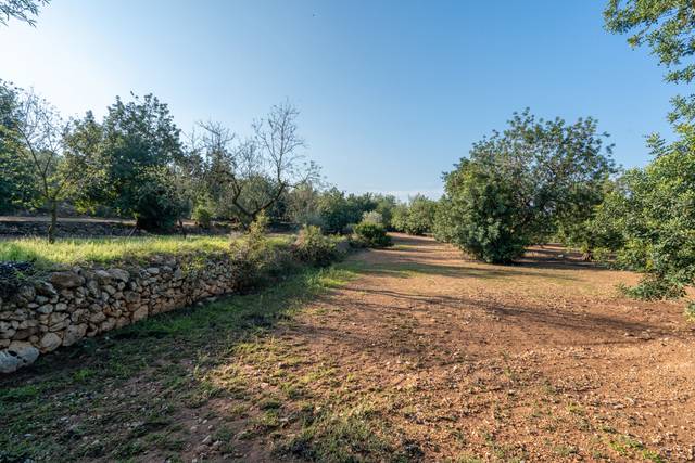 Terreno en Venta en Camí Rural Municipal, 348 en Ulldecona