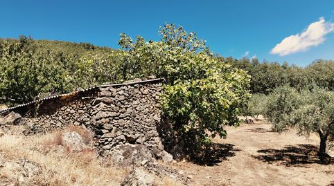 VENTA DE FINCA EN EL VALLE DEL JERTE, immagine 5