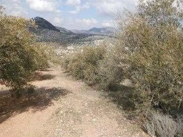 Terreni e lotti in vendita a Alcaudete, imagen 4