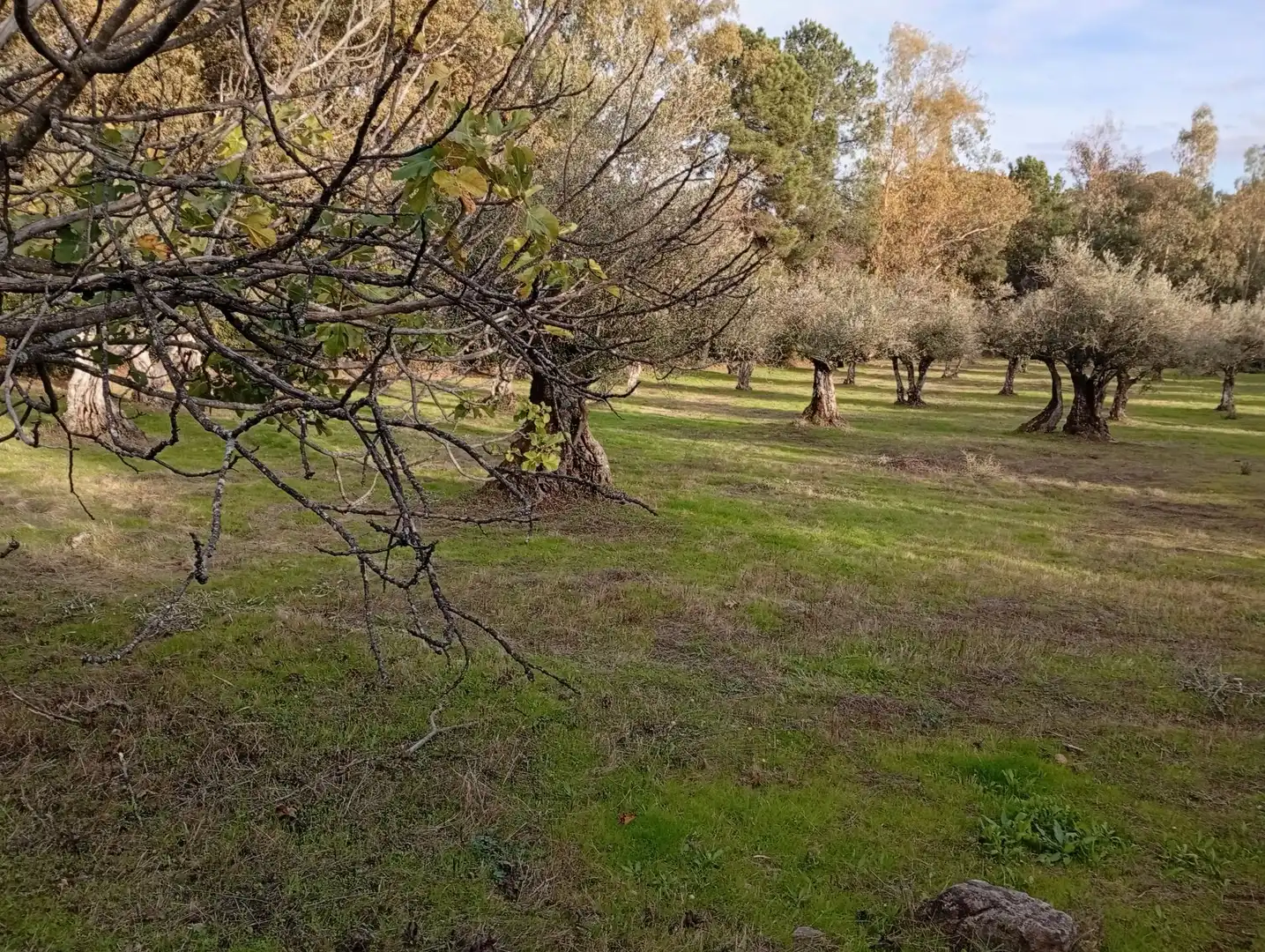 Terreni e lotti in vendita a Villanueva de la Vera, imagen 17