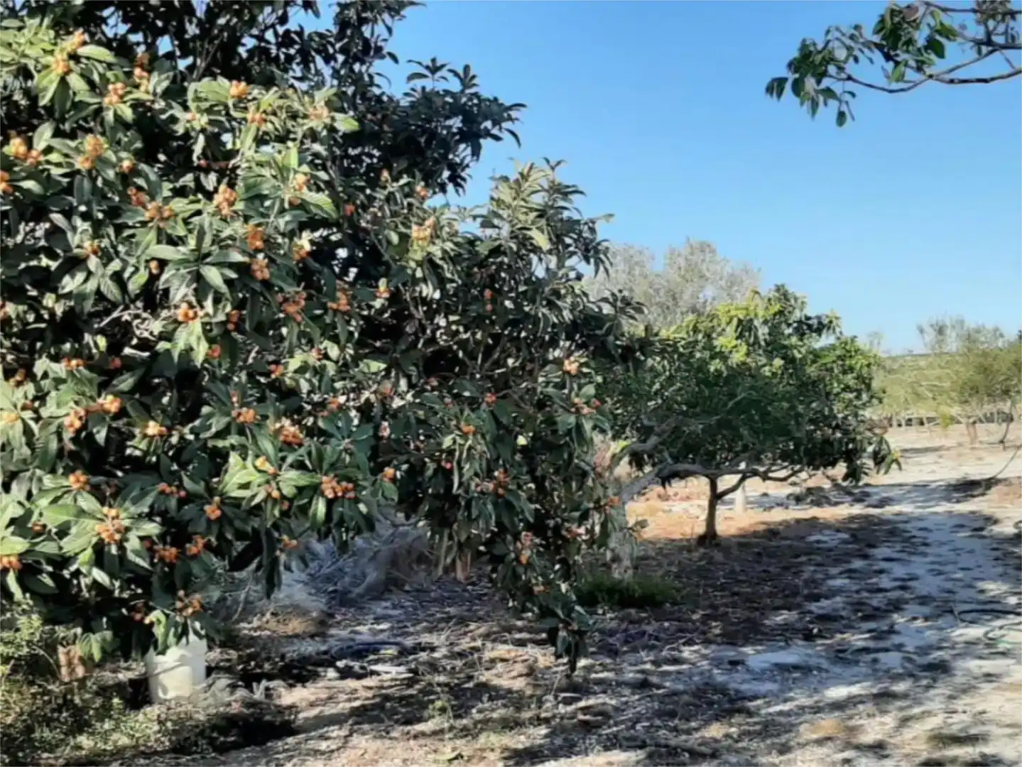 Finca rústica en venda en Albaida amb Piscina