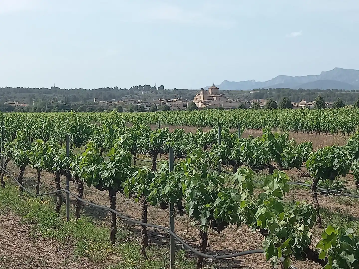 Lands and plots for sale in Ginestar, imagen 8